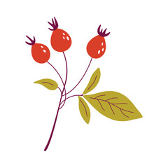Rose hips illustration on white background. Wild Autumn berries, fall harvest. Organic healthy vegan food. Hand drawn flat design vector illustration.