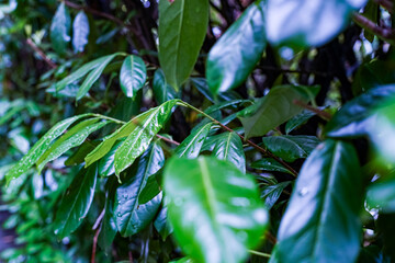 green leaves background