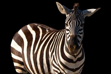 Naklejka premium curious zebra looking at the camera