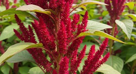 Red amaranth flower clusters