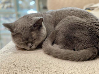 British shorthair grey cat falling asleep on sofa close up, cozy pet moment, adorable feline resting, domestic animal lifestyle, cute sleepy cat, home comfort, peaceful relaxation scene