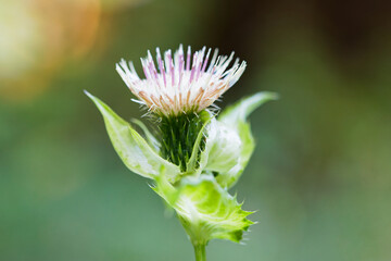 Blume