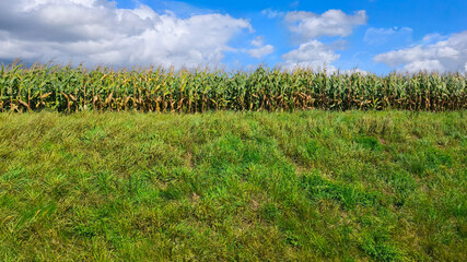 Obraz premium Lush cornfield under bright blue sky with cumulus clouds