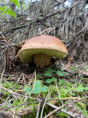 orange cap boletus, mushrooms in the forest