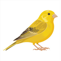 A bright yellow canary bird with detailed feathers perched on its feet