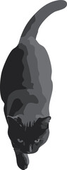 vector illustration of a top view cat