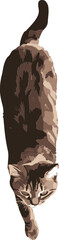 vector illustration of a top view cat