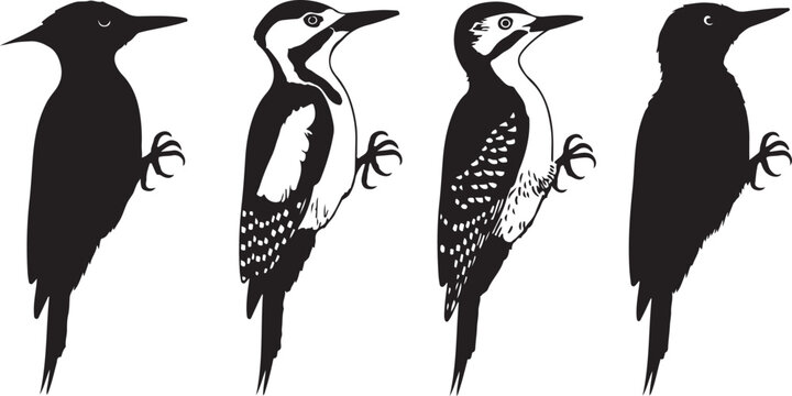 Black and white woodpecker illustrations bird silhouette