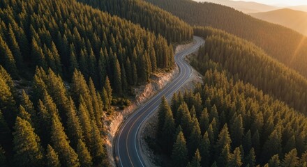 Winding road through a dense forest at sunset, aerial view.  Sunlight highlights the path