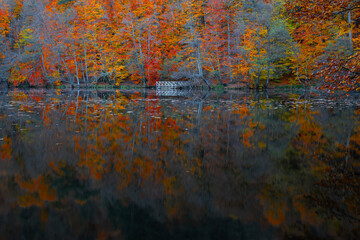 Image of colorful leaves falling down from tree branches in autumn. (Yedigöller). Yedigoller...