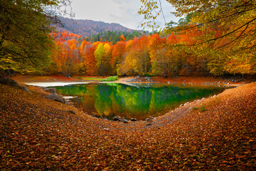 Image of colorful leaves falling down from tree branches in autumn. (Yedigöller). Yedigoller...