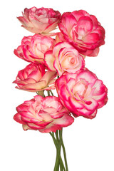 rose flower isolated