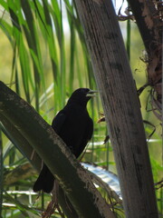 blackbird on a branch