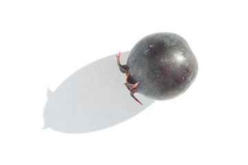 Close up of ripe single saskatoon berry with shadow on white background.