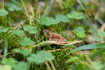Froglet Hiding in Rabbit’s Foot Fern and Moss in Autumn