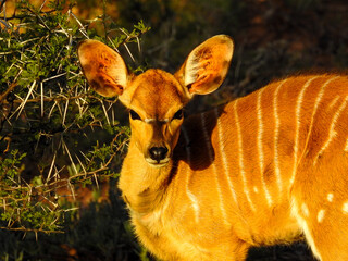 Young Nyala Looking at Camera