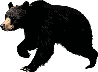 vector illustration of a black bear running