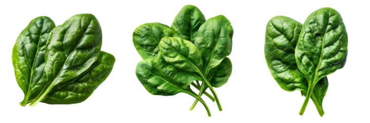 Three bunches of fresh green spinach leaves with water droplets isolated on a transparent background