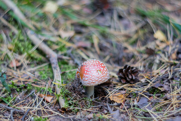 Red Fly Agaric Mushroom in Pine Forest with Pine Cone