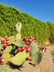Closeup of or Opuntia Ficus-indica or Prickly Pear cactus cladodes with bright pinky reddish fruits, also known as tunas or prickly pears in summer
