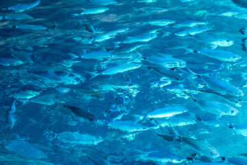 A school of fish swims within the transparent turquoise waters of the Ionian Sea, Corfu island,...