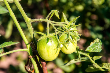 green tomato on a vine