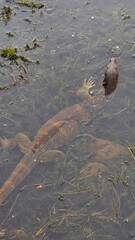 A water monitor (Kabaragoya) in the water