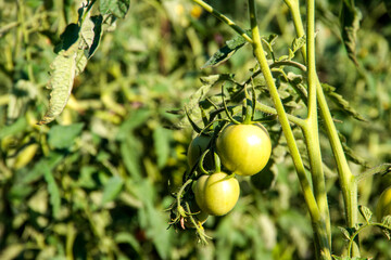 green tomato on a vine