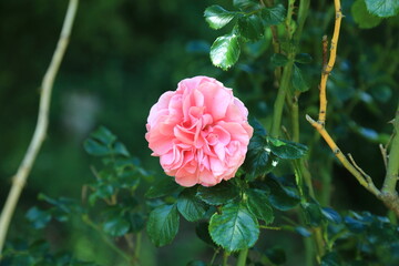 Close up of blooming Rosa hybrid cultivar
