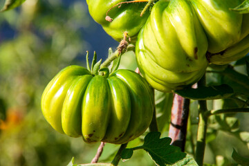 green tomatoes on a vine