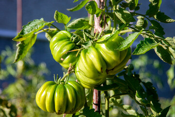 green tomatoes on a vine