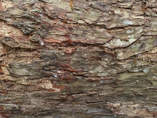 Close-up photo of textured tree bark with natural cracks, moss, and earthy tones.