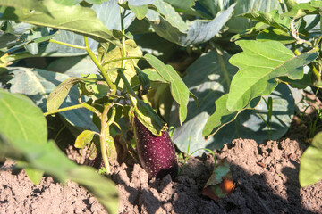 eggplants in the garden