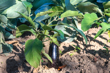 eggplants in the garden