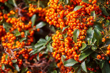 red and yellow berries