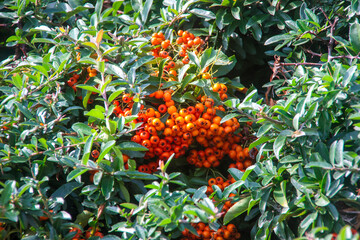 red and yellow berries