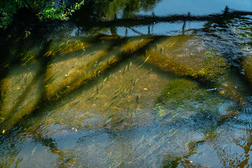 Green River Salmon  9