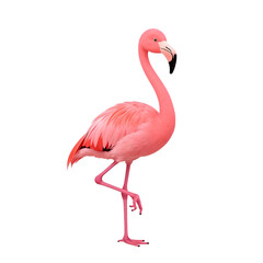 Fototapeta premium pink flamingo on white background