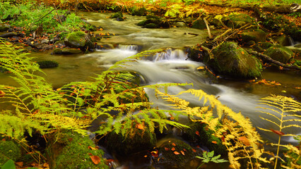 Mountain stream amid autumnal ochres and ferns.
