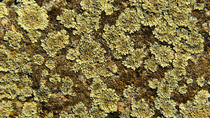Various lichens on rocks. Highlighting how they spread. 