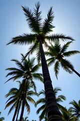 Obraz premium Tropical palm trees reaching toward bright sky, subject positioned at top, ample copy space below for text, clear position for photo.