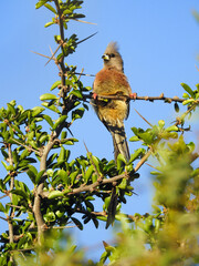 White-backed Mousebird Clinging to Thorny Bush