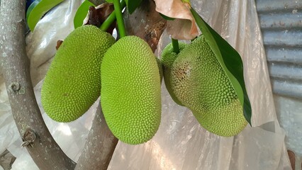Close up of Cempedak (Artocarpus integer) fruit on the plant, is a species of tree in the family Moraceae, in the same genus as breadfruit and jackfruit. It is native to Southeast Asia.
