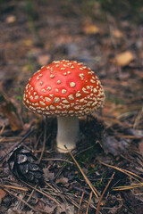 a toadstool on the forest floor. Close-up of the beautiful red cap.