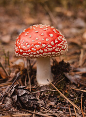 a toadstool on the forest floor. Close-up of the beautiful red cap.