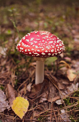 a toadstool on the forest floor. Close-up of the beautiful red cap.