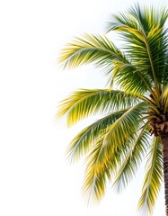 Naklejka premium Tropical twin coconut palms swaying gracefully on the right, with ample ivory toned copy space on the left, transparent vista background, evoking serenity.