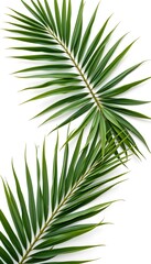 Fototapeta premium Palm leaf, isolated on white, positioned at the top with ample blank space below for text, clear and centered position.