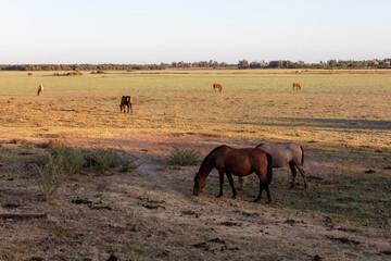 El Rocio, Sevilla, Andalusia, Spain. 28 August 2025. Horses grazing in open fields near El Rocio