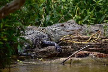 alligator in the swamp